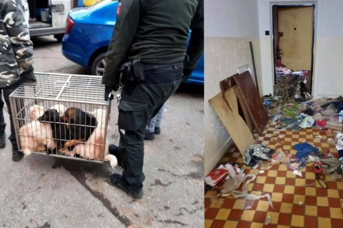 Ilustračný obrázok k článku Otrasný prípad z Ružinova: V zapratanom byte plnom špiny žilo s majiteľkou 25 psov