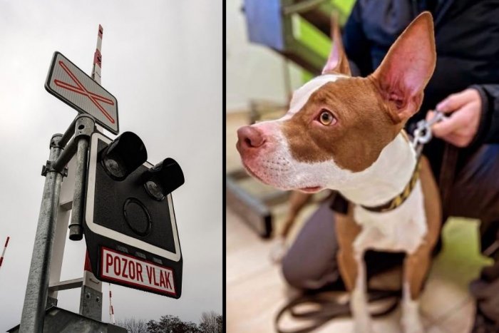 Ilustračný obrázok k článku Fenka Mia mala byť priviazaná o koľaj: Kto sa jej chcel takto kruto zbaviť?