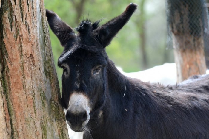 Ilustračný obrázok k článku Hrôza na farme pri Trnave: Niekto sa mal pokúsiť otráviť zvieratá