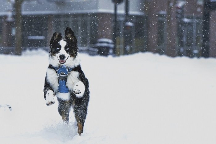 Ilustračný obrázok k článku Má to byť NAJHORŠIE sneženie v strednej Európe: Na čo sa máme pripraviť? + PREDPOVEĎ