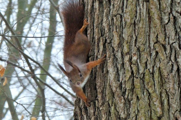 Ilustračný obrázok k článku Akoby to boli Chip a Dale: Rozkošná naháňačka rýchlej roty neďaleko Prešova, FOTO