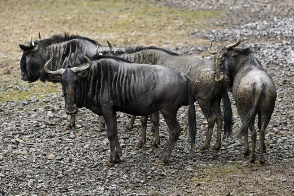 Ilustračný obrázok k článku Bojnická ZOO je veľmi obľúbená: O ktoré zvieratá je pri adopcii najväčší záujem?