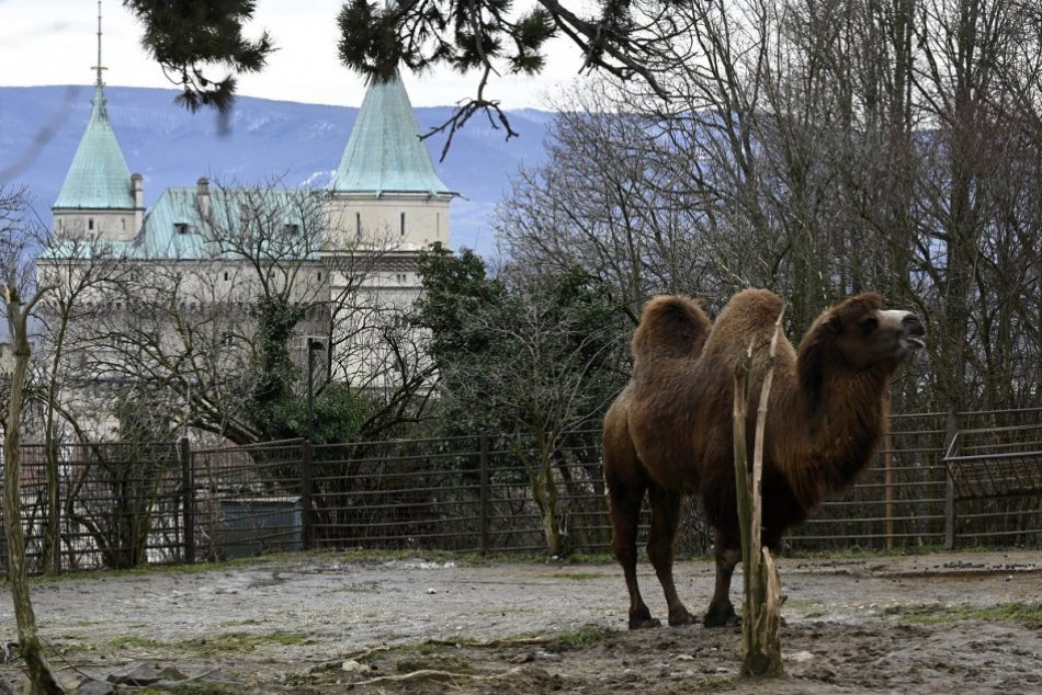 Ilustračný obrázok k článku ZOO Bojnice funguje v režime OP: Otváracie HODINY a možnosti vstupu
