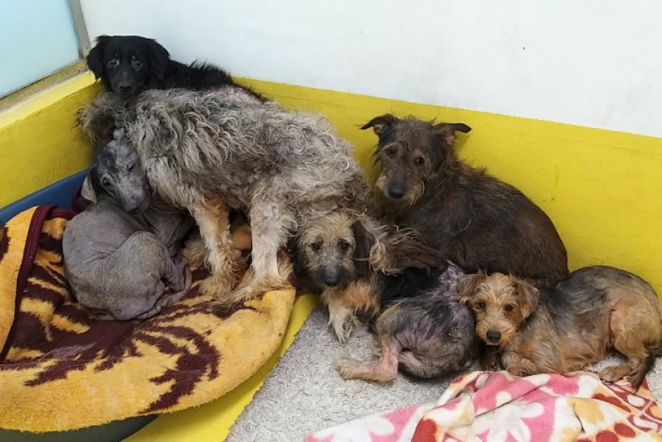 Ilustračný obrázok k článku Psíky z ružinovského "hororového" bytu sa zotavujú. Potrebujú však (možno aj vašu) pomoc!
