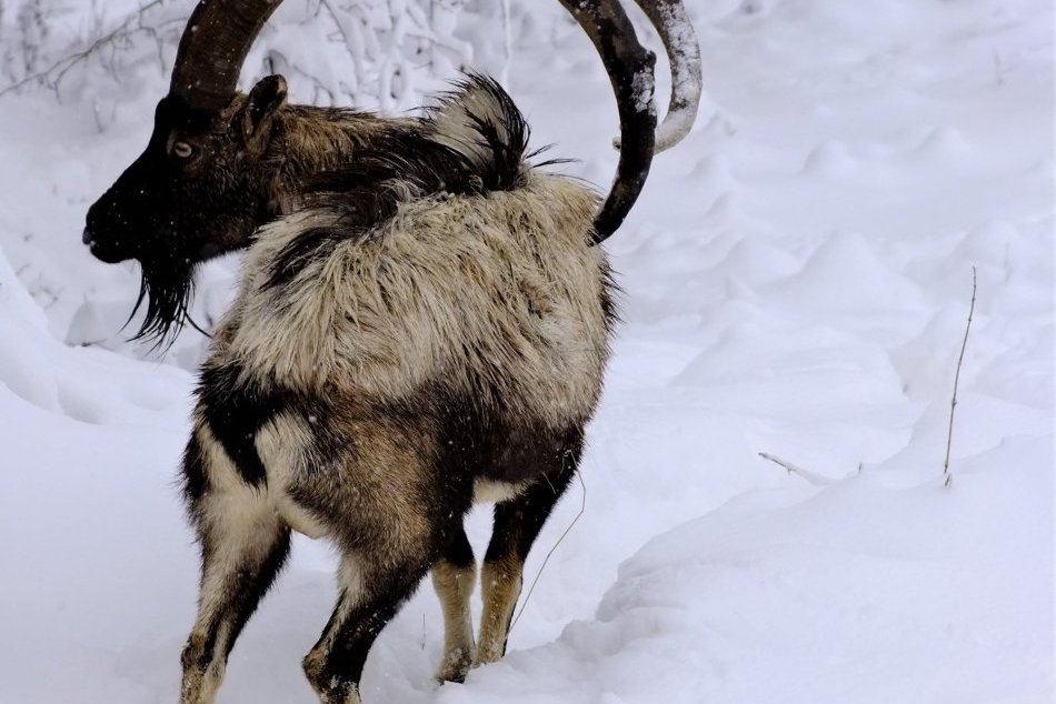 Ilustračný obrázok k článku Otvorená vydržala jediný deň: Košická Zoo opäť zatvorila, dôvodom je COVID-19