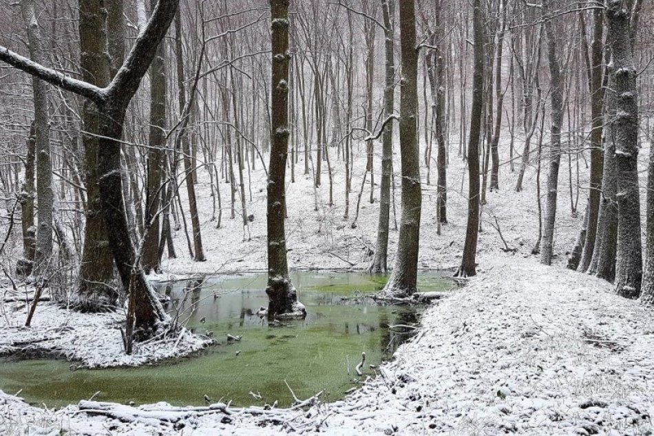 Ilustračný obrázok k článku Vzácne a krásne mokrade sú ohrozené a MIZNÚ: Neraz ich zasypávajú kvôli VÝSTAVBE