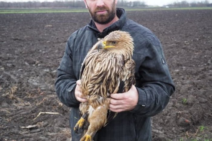 Ilustračný obrázok k článku Tribečská orlica sa vybrala na dlhý let: Jej príbeh sa skončil v Srbsku