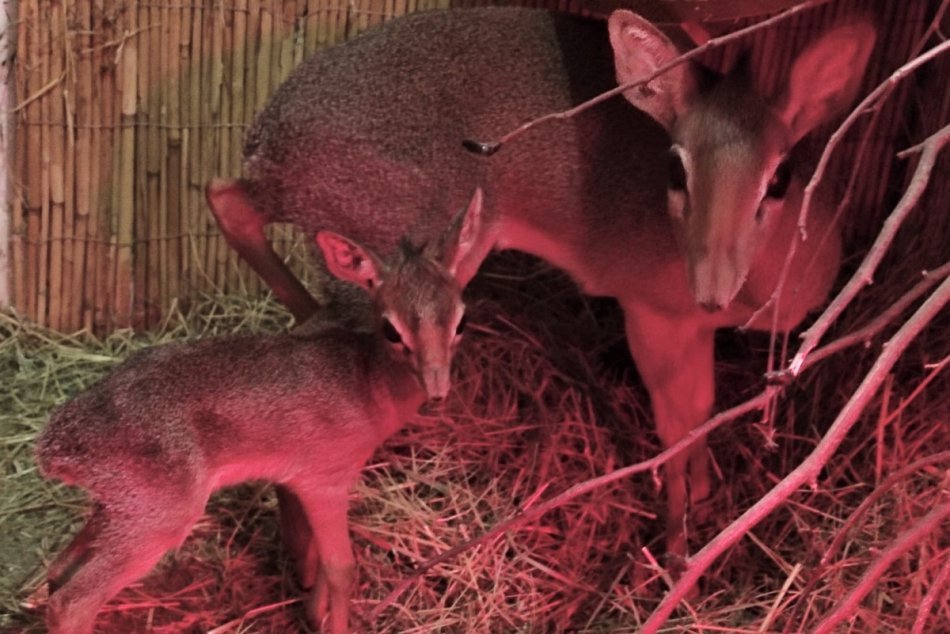 Ilustračný obrázok k článku ZOO Bojnice hlási nový prírastok: Na svete je malý krásavec Upa, FOTO