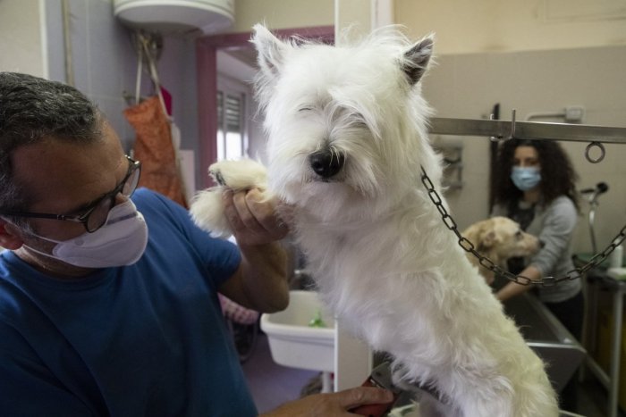 Ilustračný obrázok k článku Salóny pre psov sú ZATVORENÉ, zdravie zvierat TRPÍ! Kompetentní situáciu ignorujú