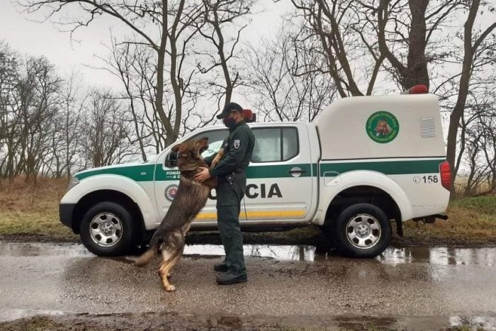 Ilustračný obrázok k článku Služobný pes Maco išiel na istotu: Páchateľa našiel zababušeného v posteli
