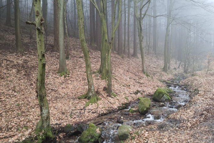 Ilustračný obrázok k článku V lesoch nad Račou chcú vybudovať lyžiarske stredisko. Padnúť by museli desiatky stromov