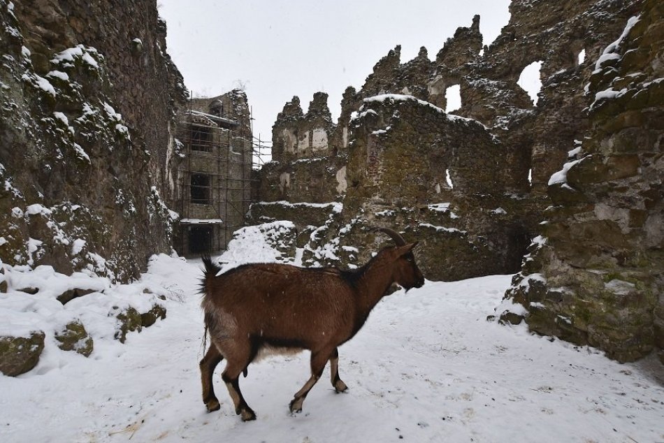 Ilustračný obrázok k článku Hrad Šášov má za sebou rekordnú sezónu: Zasnežené ZÁBERY spoza múrov