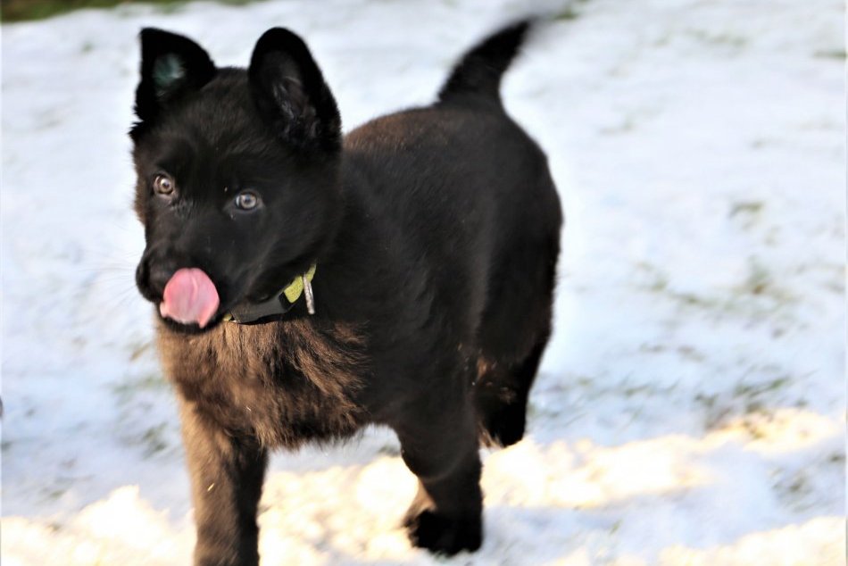 Ilustračný obrázok k článku Psíčkari ich milujú najviac: Toto plemeno je v Rožňave najžiadanejšie