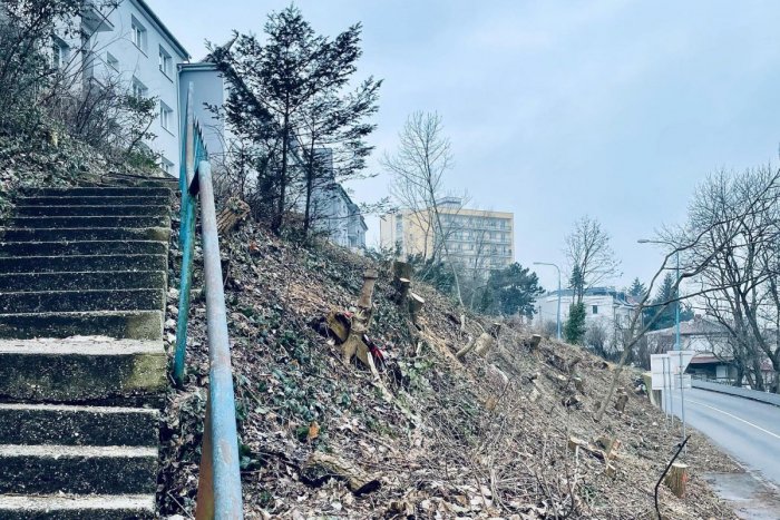 Ilustračný obrázok k článku Išiel takmer donaha! Známy moderátor bojuje proti výrubu stromov v Starom Meste + FOTO