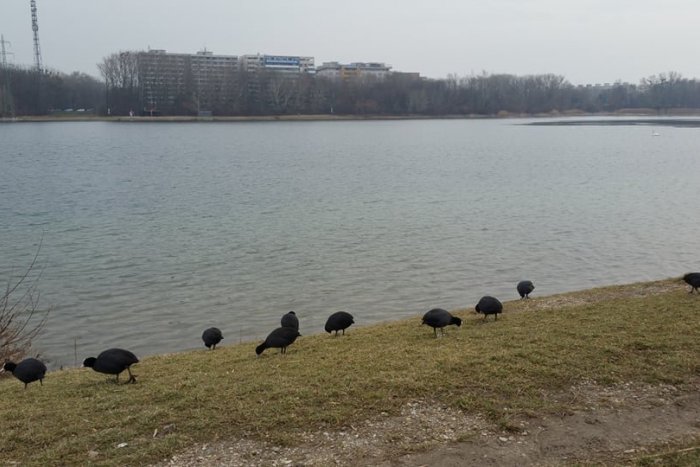 Ilustračný obrázok k článku Polonahý muž v Petržalke: Okolo Draždiaka behal v samodržiacich pančuchách s palicou v ruke