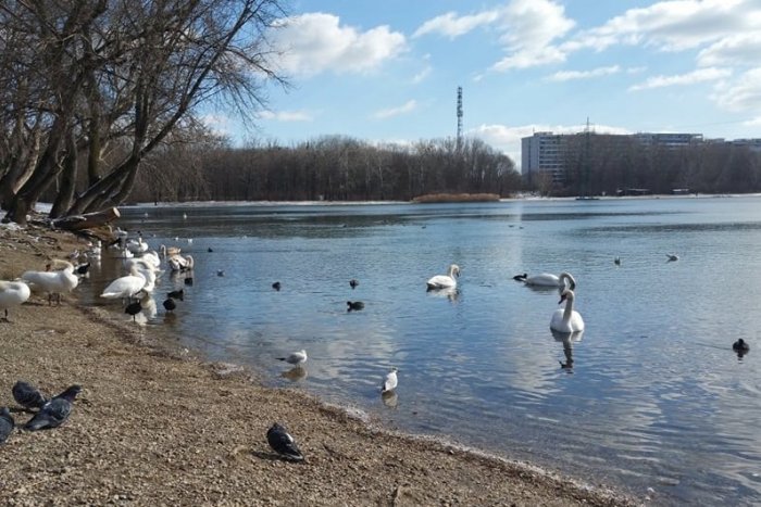 Ilustračný obrázok k článku Vtáčia chrípka medzi labuťami: Aká je aktuálna situácia na Draždiaku?