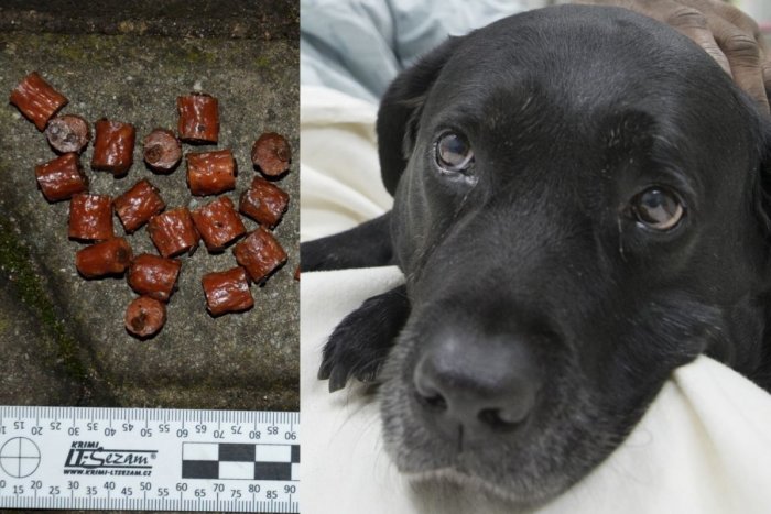 Ilustračný obrázok k článku Psičkári, majte sa na pozore! V porozhadzovanej klobáske našli nastražené klince