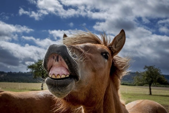 Ilustračný obrázok k článku SVET O SLOVENSKU: Známa feministka sa vraj vyliečila konským ivermektínom