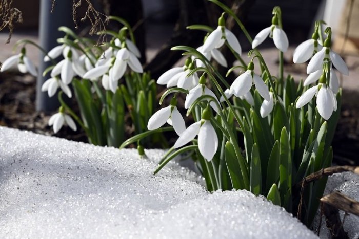 Ilustračný obrázok k článku Hoci je zima, cítime už jar. Vydrží nám teplé počasie najbližšie dni? + PREDPOVEĎ