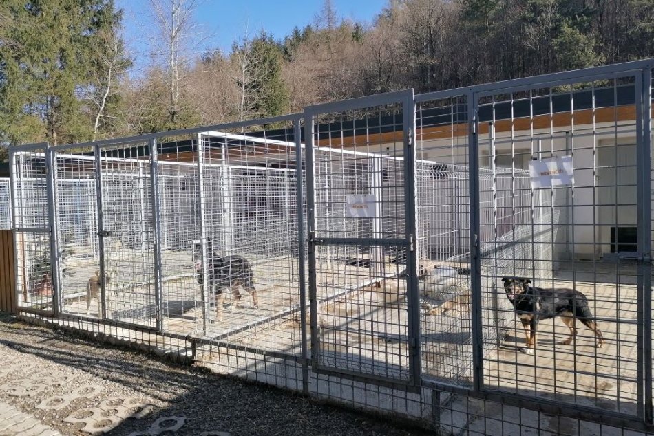 Ilustračný obrázok k článku Humenský útulok funguje iba rok. Zachránil už takmer 200 zvierat, FOTO