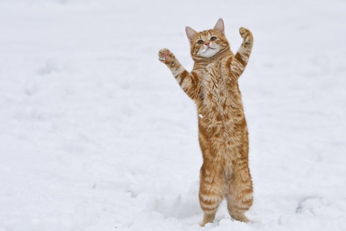 Ilustračný obrázok k článku Opäť sa nám zídu teplé bundy a čiapky: Slovensko čaká sneženie a mrazy!