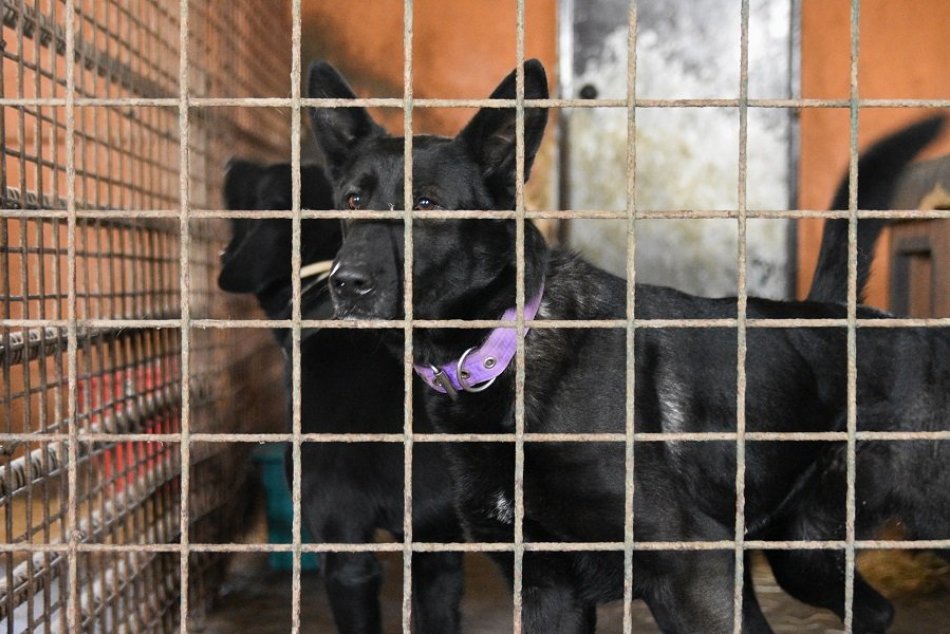 Ilustračný obrázok k článku Útulky čelia ÚTOKOM ľudí, ktorým neschválili adopciu. Majte pochopenie, odkazujú