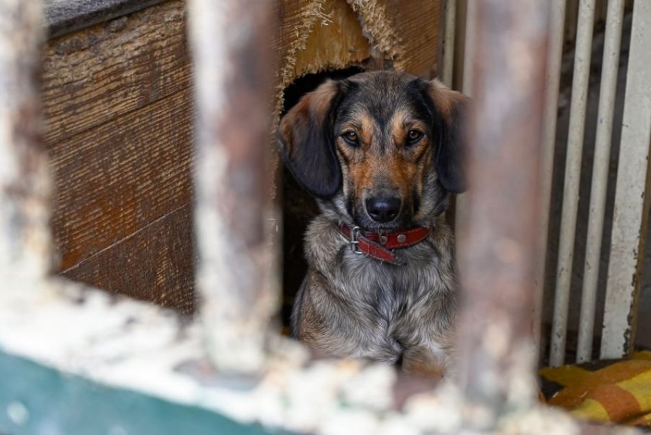 Ilustračný obrázok k článku Karanténna stanica prosí o POMOC: Toto potrebujú opustené psíky NAJVIAC