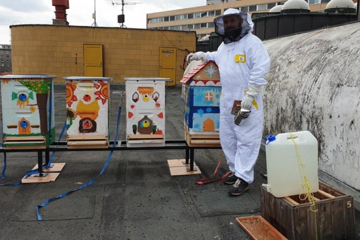 Ilustračný obrázok k článku Včely z úľov pri najrušnejšej križovatke v Bratislave: Prečo je ich med špeciálny?