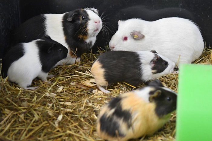 Ilustračný obrázok k článku Sputnik V je v Šarišských Michaľanoch: Ako reagujú myši a morčatá, ktorým ho pichli?