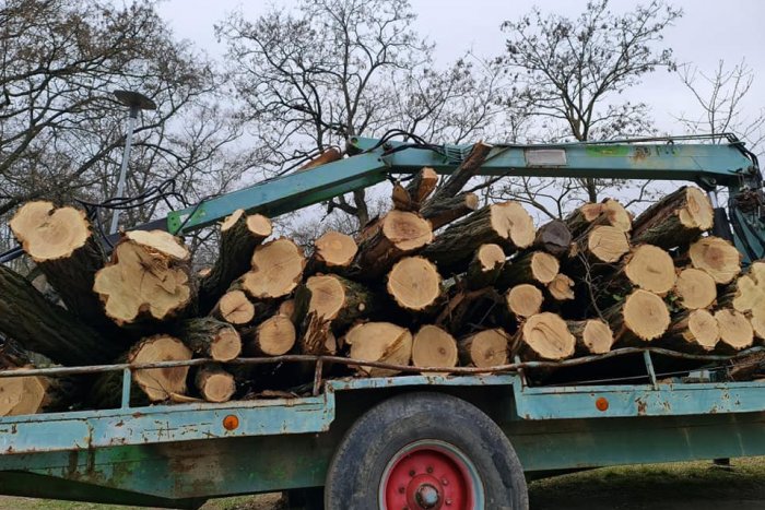 Ilustračný obrázok k článku Niektorým ľuďom sa nepáči výrub stromov. Prvoradá je bezpečnosť, odkazuje starosta