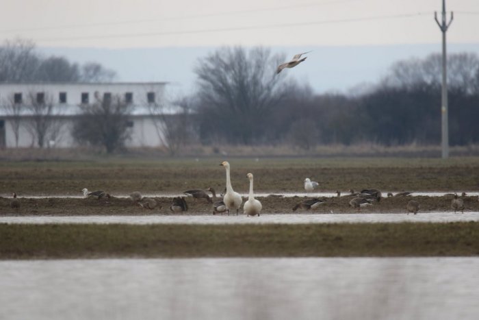 Ilustračný obrázok k článku KURIOZITA DŇA: Po 52 rokoch k nám priletela vzácna návšteva spoza polárneho kruhu
