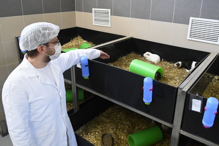 Ilustračný obrázok k článku Ruskú vakcínu skúšajú na zvieratách neďaleko Prešova: Výsledky sú dôvodom na optimizmus