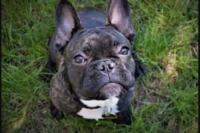 Ilustračný obrázok k článku Ukradli ho z DVORA rodinného domu! Keď ste videli tohto roztomilého psíka, pomôžte, FOTO