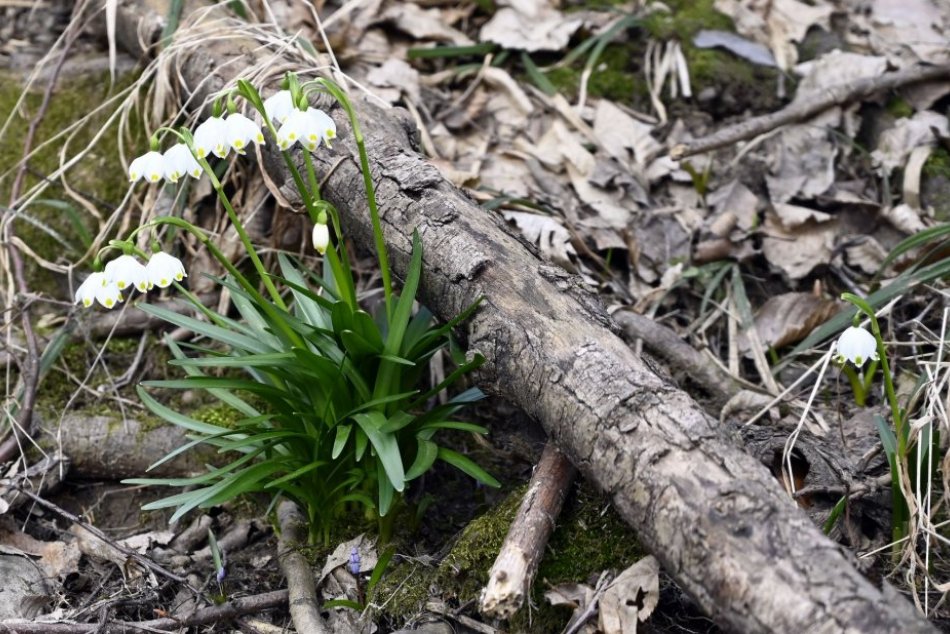 Ilustračný obrázok k článku Záplava bledúľ v prírodnej rezervácii Jovsianska hrabina: Rozkvitli do krásy, FOTO
