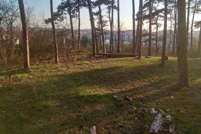 Ilustračný obrázok k článku Hrozivý nález v lese na Borine: V kríkoch ležali ľudské kosti