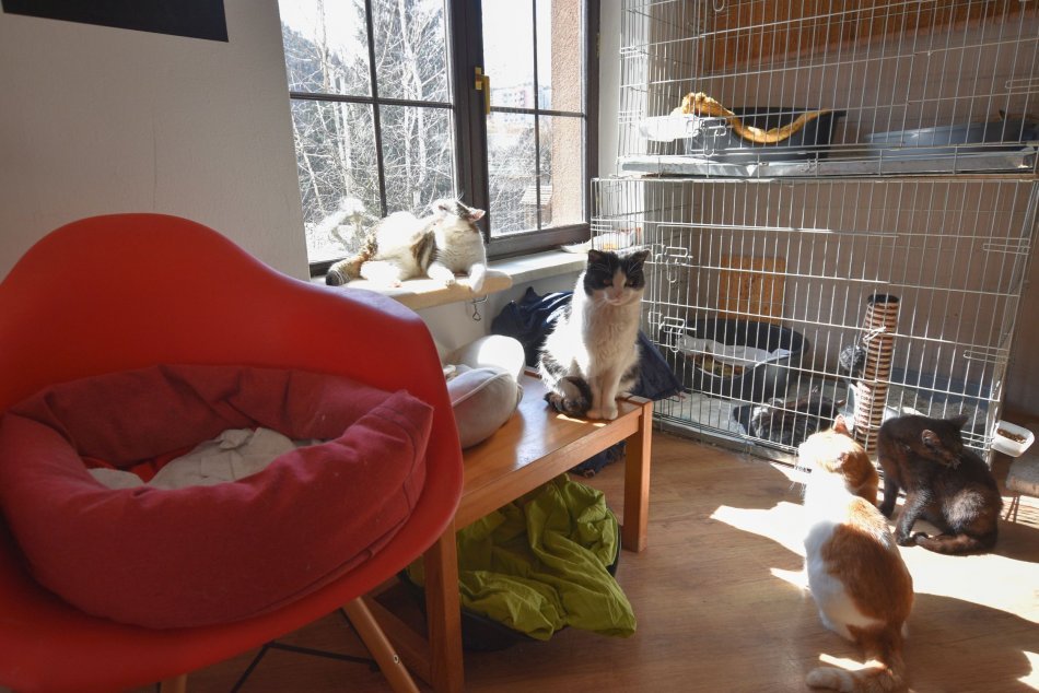 Ilustračný obrázok k článku Ľudia, ktorí v Bystrici zachraňujú mačičky: Smutné slová o tom, kde končia opustené, FOTO