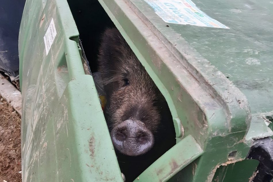 Ilustračný obrázok k článku Kuriózny zásah zo Žiliny: Z kontajnera na mestských policajtov vykukol diviak, FOTO