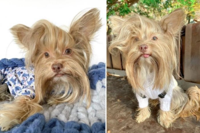 Ilustračný obrázok k článku Pes zo Slovenska sa stal miláčikom internetu: O jeho účesoch píšu aj v zahraničí!