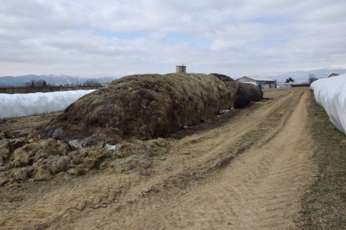 Ilustračný obrázok k článku Ulakomil sa niekto na fóliu? Znehodnotil desiatky ton ďateliny na poli pri Poprade