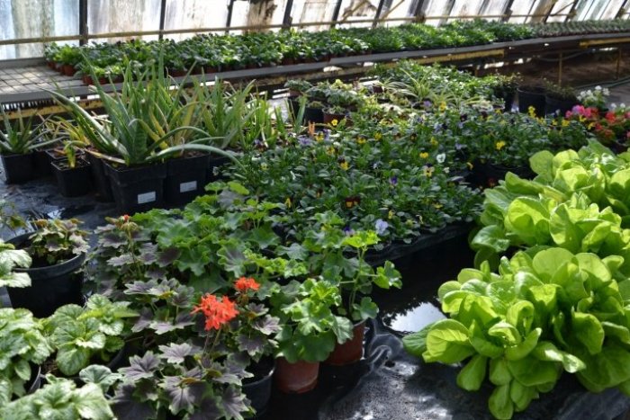 Ilustračný obrázok k článku Práce v záhrade sa začínajú. Sadenice predávajú aj technické služby mesta, FOTO