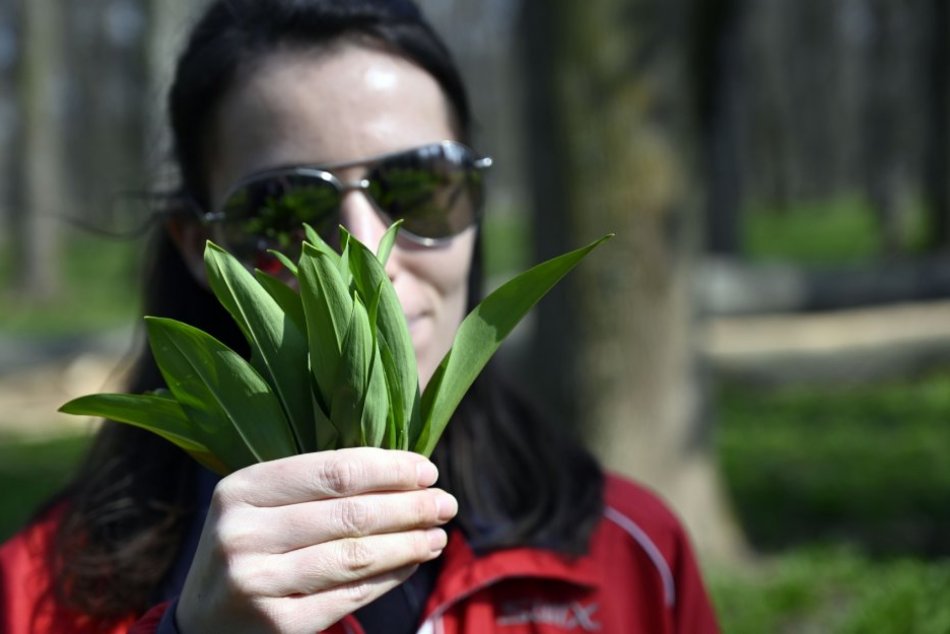 Ilustračný obrázok k článku Začala sa sezóna medvedieho cesnaku: Pozor na pokuty pri zbere! + RECEPT na pesto