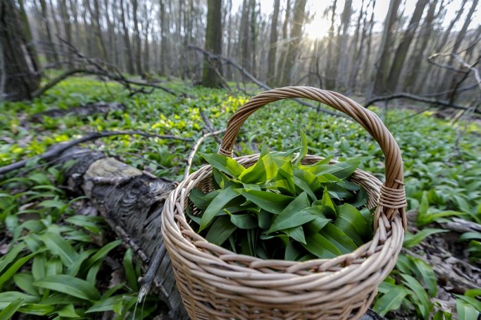 Ilustračný obrázok k článku Medvedí cesnak už rozvoniava: Poradíme vám, kde ho hľadať v okolí Nitry