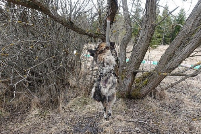 Ilustračný obrázok k článku Beštiálny čin: Muž uviazal psíkovi špagát okolo krku, bezbranné zviera sa obesilo