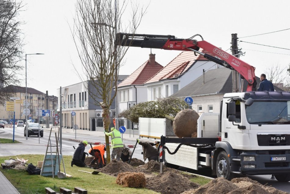 Ilustračný obrázok k článku Ulicu v Trnave lemujú nové stromy: Sú najväčšie, aké kedy mesto vysadilo, FOTO