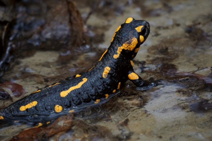 Ilustračný obrázok k článku Príroda ihrá farbami: Zvieratá sa prebúdzajú do jari, hľadajú si partnerov + FOTO