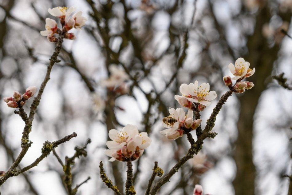 Ilustračný obrázok k článku Staňte sa adoptívnymi rodičmi! Pomôžete prírode