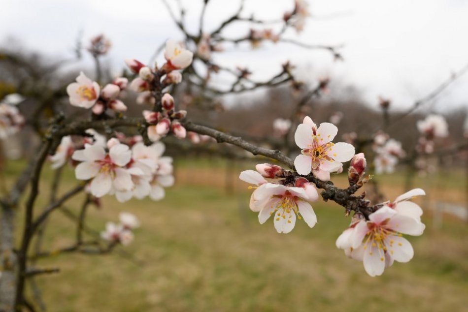 Ilustračný obrázok k článku Príroda ožíva farbami: V obci pri Nitre už kvitnú aj mandľovníky, FOTO