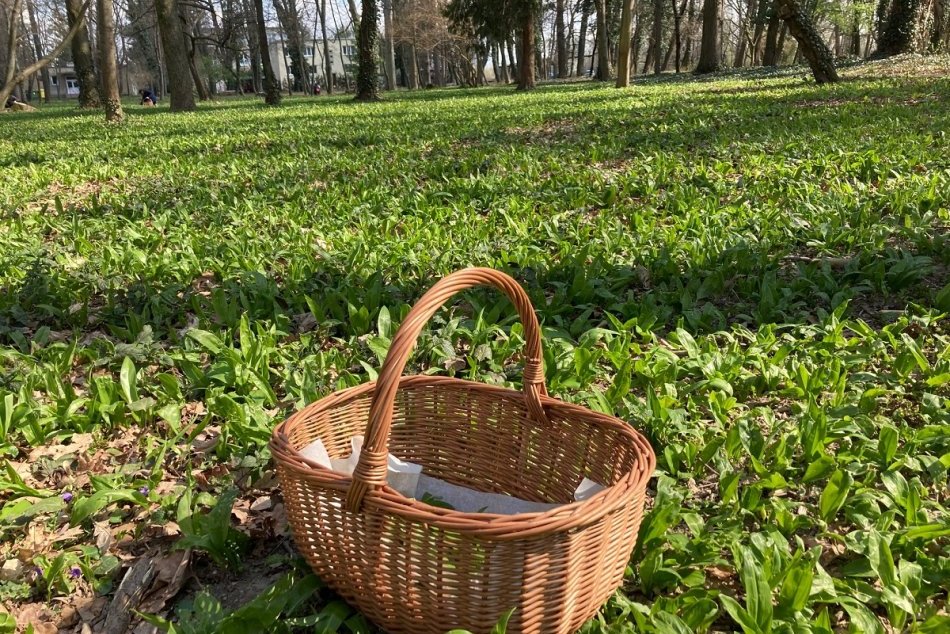 Ilustračný obrázok k článku Zelený poklad z prírody: Slováci už zbierajú MEDVEDÍ cesnak! Kde rastie v Nitrianskom kraji?