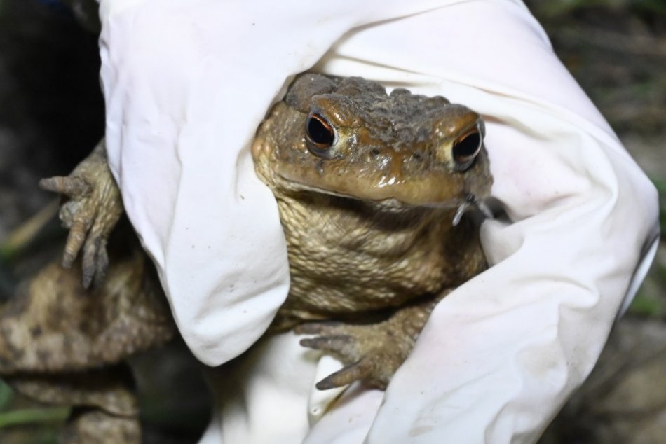 Ilustračný obrázok k článku Prievidzskí ochranári v akcii: V Nedožeroch – Brezanoch pomáhajú žabám