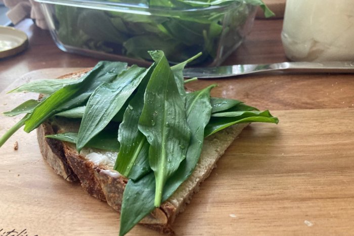 Ilustračný obrázok k článku Čo s medvedím cesnakom? TIPY na chutné recepty aj skladovanie